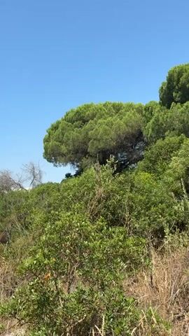 This is a first-person perspective video taken outdoors on a sunny day with a clear blue sky. The camera pans across a dense, green forest with a mix of trees and bushes. Dry, yellow grass and some scrubby bushes are visible in the foreground. A dirt path with some exposed roots winds its way through the scene on the right side. There are no people or animals visible in the video. The environment appears to be a natural, possibly Mediterranean, landscape.