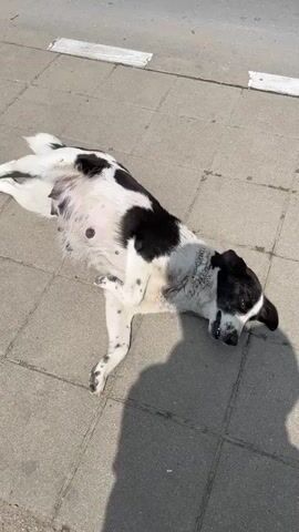 A black and white dog lies on its side on a tiled pavement next to a road in Vresovo, Bulgaria. The dog, which has prominent black spots on its white coat and black markings on its head, appears to be enjoying the warm weather. It has visible nipples, suggesting it might be a female. A person's shadow is cast on the pavement in the foreground. After a moment, the dog slowly rolls onto its back, exposing its belly and kicking its legs playfully in the air, emitting a soft whine or growl. The setting is outdoors, under bright sunlight, with clear shadows indicating daytime. No visible text is present.