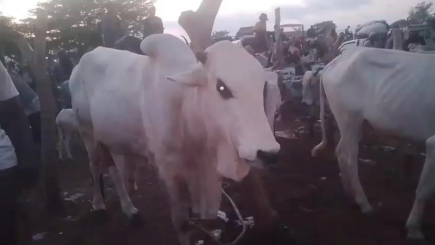 The video shows a white bull in a crowded marketplace or cattle yard. The bull is facing the camera, and its eyes are visible. Other cattle are nearby, and many people are milling about in the background. Some people are on elevated surfaces. The ground is muddy.