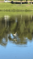 Peaceful lake scenes with wildlife captured in Da Lat