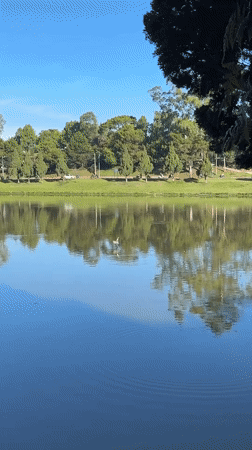 Peaceful lake scenes with wildlife captured in Da Lat