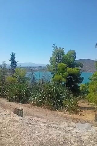 A video pans across a landscape on a sunny day. In the foreground, there is a rough, rocky path and dry, yellow grass. Cactus plants are visible on the left. Several pine trees are scattered throughout the scene, some with lush green needles and others appearing sparser. In the background, a body of turquoise water is visible, with hills or mountains on the far side. The sky is a clear, bright blue. The camera movement is smooth, suggesting a steady hand or a tripod. There are no people or animals visible in the video. One shot shows a small, metallic box on the ground near the base of a tree. Another shot reveals a crumbling stone structure partially overgrown with vegetation, and further in the distance, a faint orange object is visible in the background. The video appears to be a scenic panorama of a natural environment.