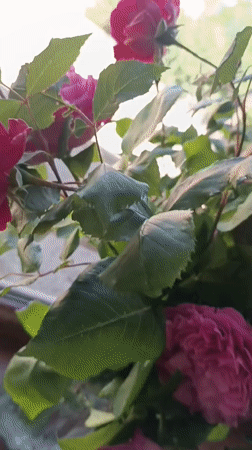 Pink, red, and purple roses in sunlit glass vase