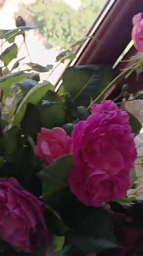 Pink, red, and purple roses in sunlit glass vase