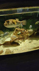 Inside a Saint Petersburg aquarium, tank by tank