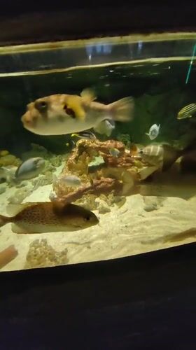 Inside a Saint Petersburg aquarium, tank by tank