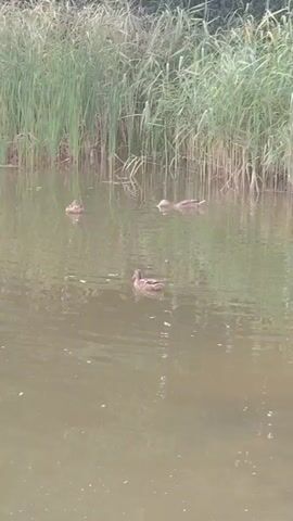 A video shows a pond with four ducks swimming near tall reeds on the bank. The water is murky brown and reflects the sky and reeds. The ducks are brown and appear to be mallards. They are spread out across the pond, with three in the background and one in the foreground. The video is shot from a slightly elevated position, looking down at the pond.