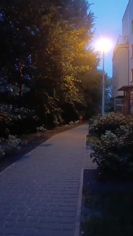 The video shows a paved walkway lined with trees and bushes next to a building. A streetlamp illuminates the walkway. The sky is dark blue, suggesting it is evening or night. There are no people or animals visible in the video.