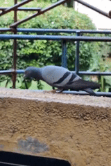 Gurgaon park at dawn: wildlife, overgrown playgrounds, quiet streets