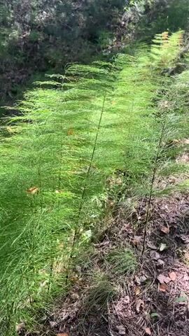The video shows a dense patch of green horsetail plants growing in a dappled forest setting. The camera pans slowly across the plants, highlighting their feathery texture and the way sunlight filters through the foliage. The ground beneath the horsetail is covered with fallen leaves and pine needles, indicating a woodland environment. The overall impression is one of lush, natural growth.