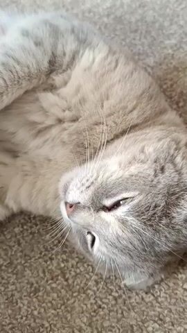 A gray tabby cat is lying on its back on a carpeted floor. Its eyes are partially closed, and its head is tilted to the side. A child's hands are gently stroking the cat's belly. The child's head is also visible, leaning in towards the cat. The scene appears to be indoors.