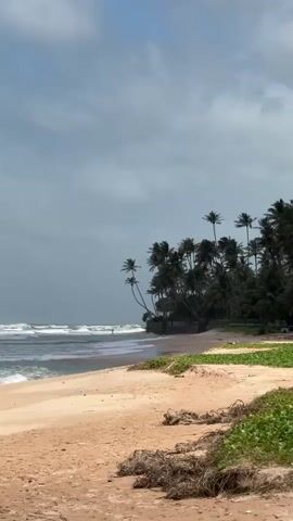 A serene beach scene unfolds with a sandy shore in the foreground and lush palm trees lining the coastline in the background. The ocean waves gently crash onto the shore, creating a rhythmic backdrop. The sky is overcast with gray clouds, hinting at a potential change in weather. A lone figure can be seen in the distance, enjoying the tranquil environment. Debris, likely from the sea, is scattered along the edge of the beach, adding a touch of natural realism to the scene. The overall atmosphere is one of peaceful solitude and natural beauty.