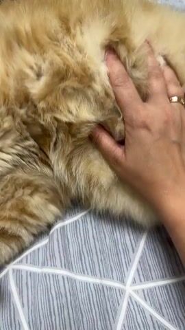 A close-up shot shows a person's hand stroking a fluffy orange cat lying on its back on a grey and white geometric patterned surface. The cat's eyes are partially closed, and it appears relaxed. The hand is gently petting the cat's belly and chest area. The lighting is soft, and the focus is on the cat and the hand.