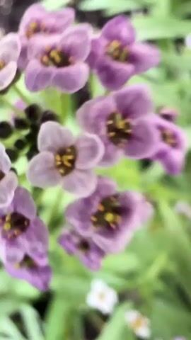 A close-up video shows a plant with small purple and white flowers and green leaves. The camera pans out to show the plant in a pot, which is sitting on a white platform next to another pot containing a similar plant. The background is out of focus but appears to be an outdoor setting with a concrete surface and possibly a wall. There are no people visible in the frame.