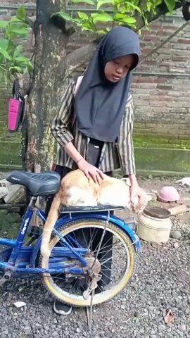 A young woman wearing a black hijab, a striped shirt, and a pink backpack stands by a blue bicycle in an outdoor setting. The woman is petting a ginger cat that is lying on the bicycle’s rear rack. The bike is parked on a surface covered in small gray rocks. Behind the bicycle, there is a brick wall, a tree, and various containers.  The woman focuses on the cat, petting its back and head.