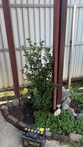 The video shows a close-up, slightly elevated, stationary view of a small, leafy green bush planted in a garden bed. The bush has many branches and leaves, and it is surrounded by small rocks and some low-growing green ground cover. The bush is positioned between two dark reddish-brown posts, which appear to be part of a fence or structure. Behind the bush and posts is a light-colored, corrugated metal fence. The ground is visible around the bush, appearing to be soil and small stones. In the bottom left corner, a portion of a black object with yellow markings, possibly a battery, is visible. The lighting suggests an outdoor setting during the daytime.