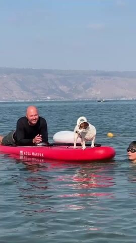 A man lies on a red paddleboard in the water, looking at a small white dog standing on the board. The dog is facing the man and has brown markings on its face. A white inflatable ring is behind the dog. The water is choppy, and a hilly landscape is visible in the background under a clear sky. Another person is partially visible in the water on the left side of the frame, with their hands raised.