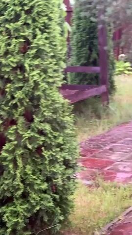 This video captures a backyard scene in a rural setting, likely a dacha or cottage in Тмз Снт, Russia. The main subjects are two tall, conical evergreen trees in the foreground, flanking a paved walkway. Beyond them, the scene opens up to a grassy yard with more trees and bushes, and a metal swing set is visible to the left.

The activity taking place is a slow pan across the yard, revealing the setting. A prominent and notable detail is the presence of a rainbow arching across the sky in the background, colored with soft pink and purple hues. This suggests that it has recently rained or is still raining lightly, and the sun is beginning to break through the clouds, creating a beautiful atmospheric effect. The lighting and the softness of the rainbow indicate that it is likely late afternoon or early evening.

The overall mood of the video is peaceful and serene, enhanced by the natural beauty of the rainbow and the lush greenery of the garden. There is no visible text in the media file.