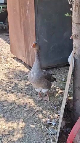 The video shows a group of geese standing in a yard. The geese are mostly gray and white. There is a tree in the foreground, and a wooden structure in the background. There are also some objects on the ground, including a red bucket and a rake. The sun is shining, and the scene appears to be outdoors.