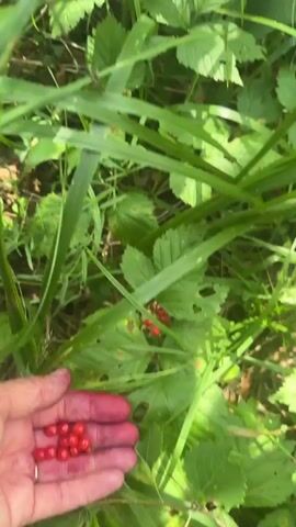 The video shows a close-up view of green foliage and grass. Several small red berries are visible amongst the leaves and stems. The camera pans slightly, offering a dynamic perspective of the natural environment. The lighting suggests an outdoor setting, likely during the daytime.