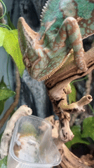 Chameleon feeding captured in Moscow terrarium enclosure