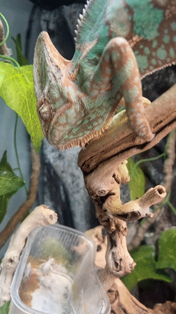 Chameleon feeding captured in Moscow terrarium enclosure