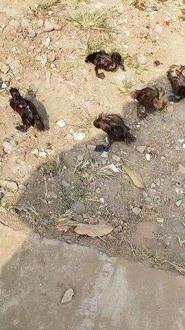 The video shows several ducklings on the ground. They appear to be wet and possibly distressed. The ground is a mix of dirt, pebbles, and some sparse vegetation. There is a shadow from what might be a person or object casting over the scene. The ducklings are dark in color and appear to be young.