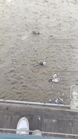 The video shows a sandy beach on a foggy day. The sand is mostly covered in footprints and tire tracks. There is some trash on the sand near a wooden boardwalk. A few seagulls are standing and walking on the sand. The camera pans up to show people walking near the water's edge. The fog is thick, obscuring the view of the ocean.