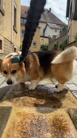 The video shows a corgi drinking from a stone fountain. The dog has tan fur on its head and front legs, with a white patch on its head and darker brown and black fur on its torso.  It is on a short black leash. The fountain is made of stone and is full of water. The cobblestone street is slightly sloped.  The video is taken on a sunny day in a European-style town. Buildings made of stone and brick can be seen in the background. One building has a bell tower visible. A car is parked on the street in the background.