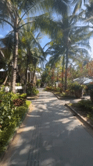 Palm-lined stone pathway on a sunny day in Denpasar