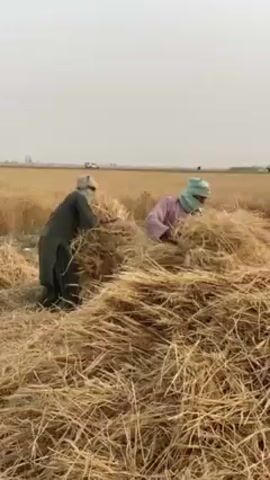 The video captures an agricultural field in 'Alaqadari Daman, Afghanistan, after the wheat harvest. The ground is covered in golden-brown dried wheat stalks and stubble. Several people, likely farmers, are engaged in post-harvest activities under a hazy or overcast sky, suggesting daytime.

At the 0:00 mark, one individual wearing dark clothing and a light-colored head covering (possibly a turban or headscarf) is seen feeding bundles of wheat stalks into a machine that is largely obscured by a cloud of dust and chaff, indicating threshing or winnowing is taking place. Another person in dark attire is partially visible nearby, also tending to the piles of wheat stalks.

From 0:01 to 0:02, a person, again in dark clothing, is shown walking across the field with a very large, bulky bundle of dried wheat stalks (straw) carried on their back, demonstrating manual labor.

In the background, a flat horizon stretches out, with a road and a few distant vehicles visible, indicating the rural setting is not entirely isolated. The scene depicts traditional or semi-mechanized methods of processing harvested wheat in a dry, open environment. No visible text is present in the media.