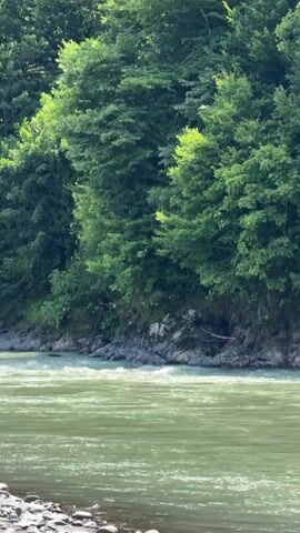 A fast-flowing river moves from left to right across the frame. The water is a murky green color with white caps indicating rapids. The riverbanks are lined with gray pebbles and large rocks. Lush green trees with dense foliage cover the steep hillside that rises from the riverbank. The sun is shining, illuminating the leaves of the trees with a bright green glow. The scene appears to be a natural, outdoor environment. There are no people or animals visible in the video. The camera appears to be stationary.