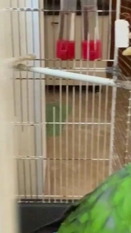 The video shows a close-up of a green parrot with a red cap, inside a cage. The parrot's eye is visible and it looks towards the camera. In the background, there are two red liquid feeders attached to the cage. The cage bars and a perch are also visible. The overall scene is blurry, with the parrot's head being the clearest element.