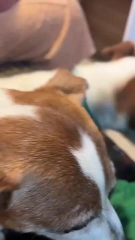 The video shows a close-up of a dog's face and body. The dog has white and brown fur. The dog's head is turned to the side, and its ears are visible. The dog is lying on a blanket with a colorful geometric pattern. In the background, a person's legs are visible, wearing a pink skirt or dress. Another dog, mostly white with brown markings, is partially visible in the upper left corner of the frame. The second dog appears to be interacting with the first dog. The scene is indoors, with a wooden surface visible in the far background. The video is shaky, suggesting it was filmed handheld.