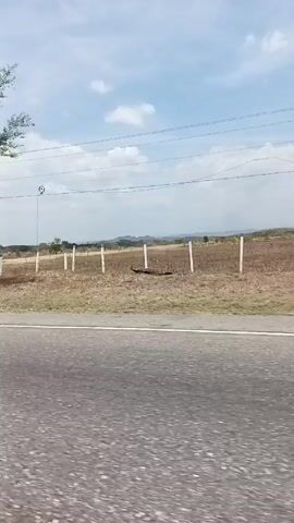 The video shows a view from a car driving along an asphalt road next to a rural landscape. The landscape consists of fields with dry vegetation, enclosed by a barbed wire fence. There are scattered trees along the road and in the fields. The sky is visible in the background. The camera movement is smooth, following the road.