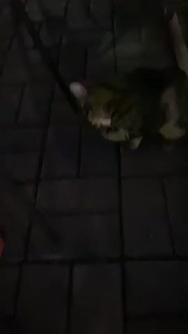 A tabby cat with green eyes is shown from a high angle view. The cat is standing on dark grey brick pavers outside on a dark night. The cat is facing the right side of the screen and its head is down, as if it is eating or drinking something that is out of frame. A dark metal chair leg is in the foreground on the left side of the screen.