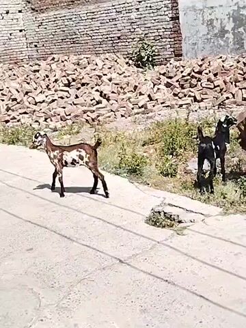 The video captures an outdoor scene, likely in a rural or semi-urban area, featuring two goats and construction materials under bright daylight.

Initially, a brown and white spotted goat walks from left to right across a sunlit concrete path in the foreground. It moves quickly out of the frame. In the midground, a mostly black goat, with some lighter markings possibly on its head or legs, stands amidst patches of green grass and dirt. This black goat appears to be browsing or observing its surroundings, occasionally shifting its weight and looking towards the left. It stands near a pile of dried roots or branches.

In the background, a substantial pile of reddish-brown bricks is visible, suggesting construction or demolition activity. Behind the bricks, a brick wall extends across the frame, partially covered by a large, light-colored, possibly painted or plastered section. Small patches of green foliage dot the landscape. The foreground is dominated by a light-colored concrete path or road, showing some cracks and lines.

The scene is brightly lit by natural sunlight, indicating daytime. No people are visible, and there is no discernible text in the video. The environment suggests a common village or undeveloped area setting, consistent with the provided location context of Dera Chahal, Pakistan.