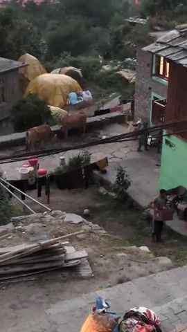 The video shows a group of people near a building with a green and brown exterior and a grey tiled roof. Two cows are visible in the background, standing near yellow tarps. In the foreground, several people are interacting near the building. One person is seated on a bench, while another appears to be bending down and interacting with bags or bundles on the ground. A third person stands nearby. The environment appears to be a village or rural setting with dirt paths and vegetation. There are also piles of what looks like discarded materials or construction debris in the lower part of the frame. The lighting suggests it is either early morning or late evening.