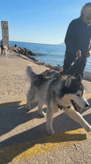 Dog walker strolls with two huskies on Cannes promenade