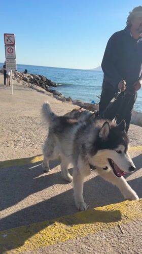 Dog walker strolls with two huskies on Cannes promenade