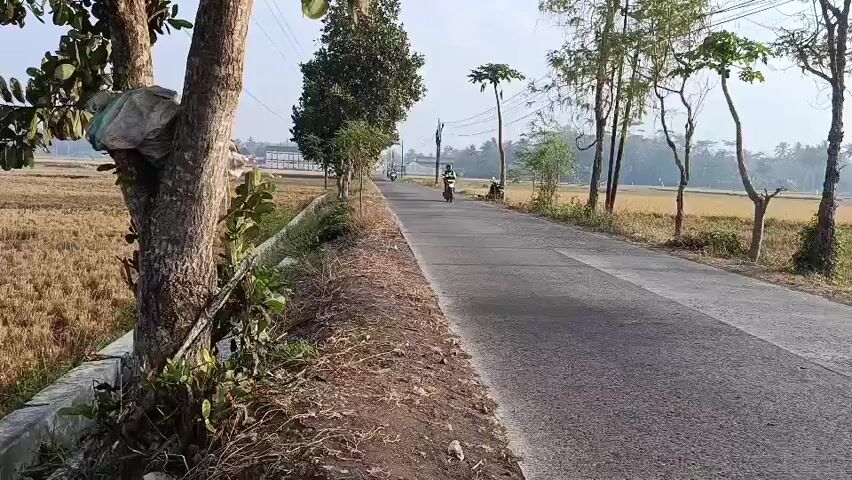 A paved road passes through a rural landscape with dry, harvested fields on either side. The fields are bordered by a line of trees. On the left side of the road, a tree with some foliage and what appears to be a bundled plastic bag tied to it stands near a concrete barrier and a dirt embankment. On the right side, more trees line the road. A person wearing a helmet and a green jacket rides a dark-colored scooter towards the camera. Another person is visible on a scooter further down the road, as well as a few other indistinct figures and vehicles. The sky is clear and bright, suggesting daytime.