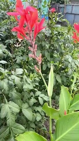 A close-up video of a bright red canna lily in bloom, surrounded by lush green foliage. The flower stands tall on a thick green stem, with multiple petals unfurling in a vibrant display. A large, unopened bud is also visible at the base of the flower stalk. The background shows a slightly blurred garden setting with more greenery and hints of wooden fencing. The lighting suggests it's daytime, possibly overcast due to the soft shadows. The camera remains steady, focusing on the flower.