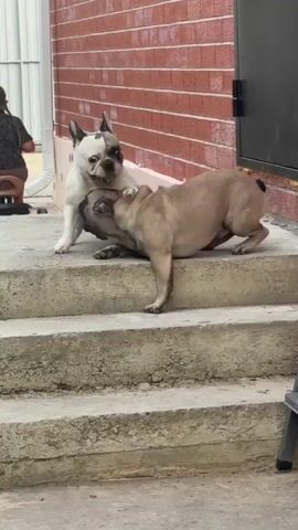 Two French bulldogs are playfully interacting on concrete steps in front of a brick building. One dog, primarily white with brown markings, stands on the steps facing a tan-colored French bulldog that is lying on its back on the steps. The standing dog appears to be nudging or nipping at the dog on its back. In the background, a person is partially visible on the left, and a dark metal door is on the right. The environment suggests an outdoor setting with natural lighting.