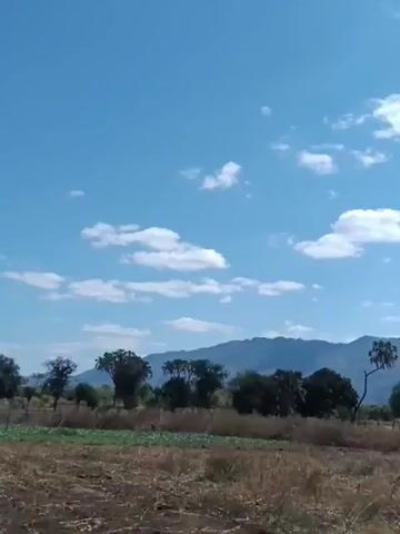 The video shows a landscape with a clear blue sky dotted with white clouds. In the middle ground, there is a line of trees of varying sizes, some with dense foliage and others with more sparse branches. One tree, a palm tree, stands out with its unique shape and tall, slender trunk. Behind the trees, a range of mountains can be seen, their peaks softened by distance. The foreground consists of dry, brownish grass or vegetation, suggesting a somewhat arid environment. The camera appears to be stationary, offering a panoramic view of the natural scenery. There are no people or animals visible in the frame, and no discernible actions or interactions are taking place. The overall impression is one of a serene and expansive natural landscape under a bright sky.