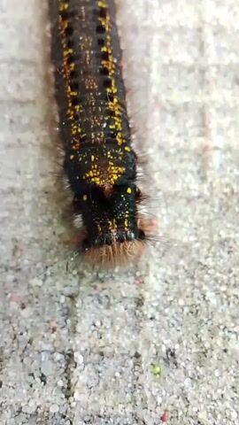 This is a close-up, vertical shot of a caterpillar moving on a sandy surface. The caterpillar is dark with yellow spots and has a furry head. The sand is light-colored with small, colorful speckles. The camera focuses on the caterpillar's head and front segments as it inches forward. The lighting is bright, illuminating the details of the caterpillar's texture and the grainy sand.