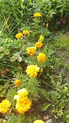 The video shows a close-up view of a garden with yellow flowers and green foliage. The camera pans from a cluster of bright yellow marigolds to a wider shot of a garden bed filled with plants. Some of the marigolds are in full bloom, while others are still buds. The foliage is a mix of green leaves and stems, with some areas appearing more dense and lush than others. The lighting suggests it is daytime, with sunlight illuminating the scene. The overall impression is a peaceful, natural setting.