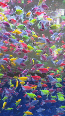 Browsing ornamental fish stalls in Tanjung Pinang