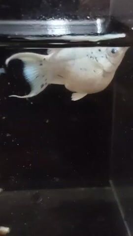 The video shows a close-up of a fish tank. The fish in the tank appear to be guppies or a similar small species. The tank is dark with some debris visible at the bottom. The fish are white with some blue or black speckles. One larger fish is prominently featured at the beginning of the video, swimming near the surface. Several smaller, lighter-colored fish are also visible, some swimming near the bottom and others in the mid-water column. There is some sort of filter or aeration tube present in the tank.