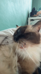 Ragdoll cat filmed napping peacefully in Dutch home