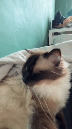 Ragdoll cat filmed napping peacefully in Dutch home